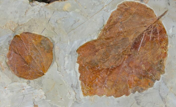 Two Fossil Leaves ( Zizyphoides And Davidia) - Montana #120833